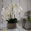 Large White Orchid In Stone Pot
