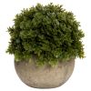Miniature Hebe Veronica In Pot