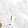Large White Tall Orchid In Glass Pot