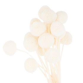 Dried White Billy Ball Bunch Of 20