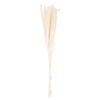 Mini White Pampas Grass Bunch Of 15