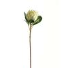 Large White Protea