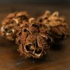 Bouquet Of Dried Protea