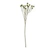 Green Craspedia Stem