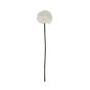 White Short Chrysanthemum