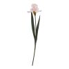 The Natural Garden Collection Pale Pink Fringed Iris