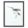 Bird Print Frame (Set of 5) 15.75"H, 17.75"H, 23.5"H, 21.75"SQ, 21.75"H Wood/MDF