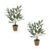 Potted Olive Plant (Set of 2) 13.5"H Polyester